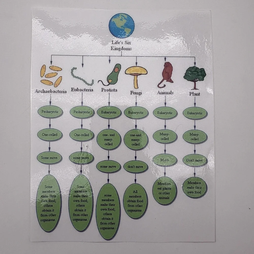 Vintage Migration Vacation Bats Birds Classroom‎ Teaching Aids Laminated Lot